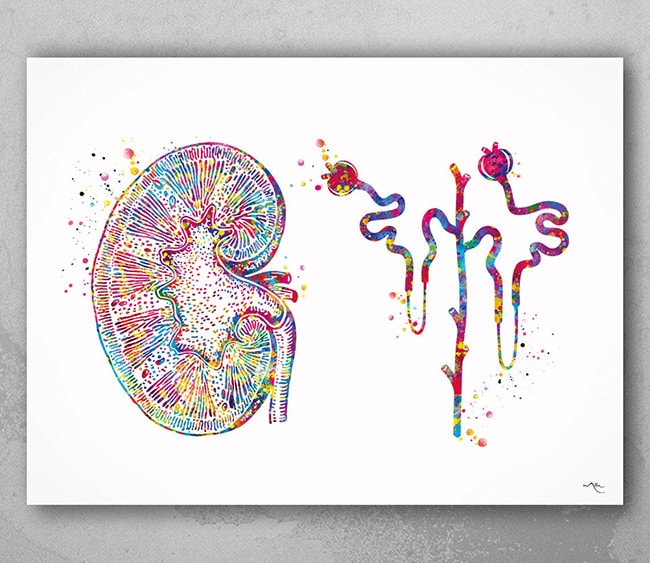 Kidney and Glomerulus Watercolor Print Urinary Tract Medical - Etsy