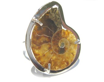 ammonite Ring silver 925%