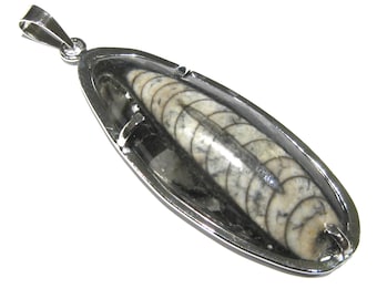 orthoceras