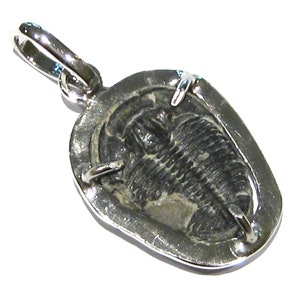 fossil trilobite pendant silver 925%
