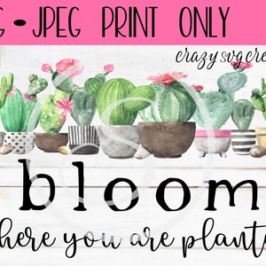 May include: Watercolor painting of a row of potted cacti with pink flowers and the text "bloom where you are planted".