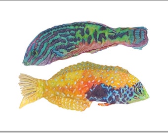 Leopard Wrasse Fish Art Print - Jewel Peacock Marine Saltwater Reefer