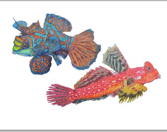 Dragonet Fish Art Print - Mandarin Scooter Marine Saltwater Reefer