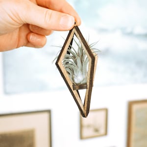 May include: A wooden geometric planter with a diamond shape and a small air plant inside. The planter is made of dark wood with a natural wood accent.