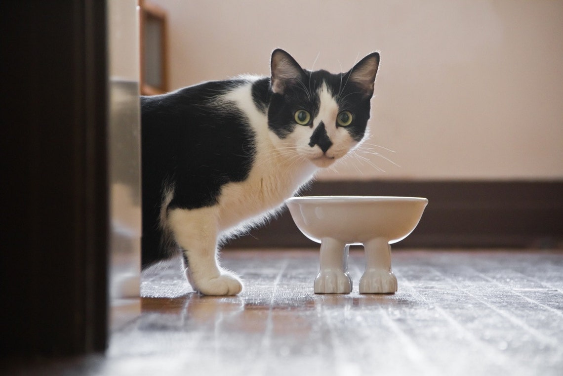 Medium Elevated Cat Bowl Ceramic Explorers Collection LOWER Etsy