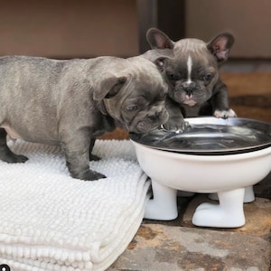 Tigela grande elevada de cerâmica para cães *Coleção Explorers* NOVO revestimento removível de aço inoxidável!