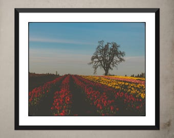 Foto del campo de tulipanes de Oregón: Impresión artística de un roble al atardecer