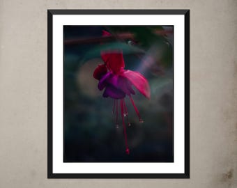 Impresión de flor fucsia: fotografía macro botánica, calidad de museo