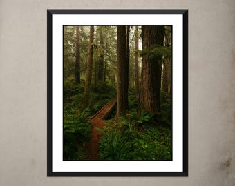 Impresión de la selva tropical de Cascade Head: Fotografía artística de Oregón