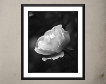 Arte fotográfico de rosas en blanco y negro: Impresión artística de Oregon Garden