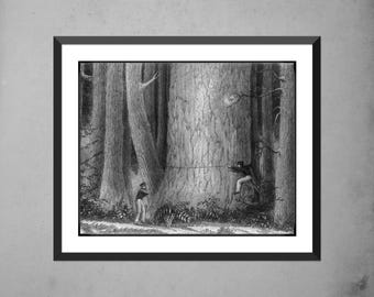 Impresión vintage de un bosque de pinos de Oregón: grabado histórico de la década de 1840