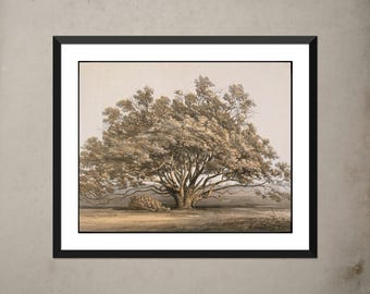 Impresión vintage de árbol de manzanita: litografía botánica de Oregón de la década de 1850