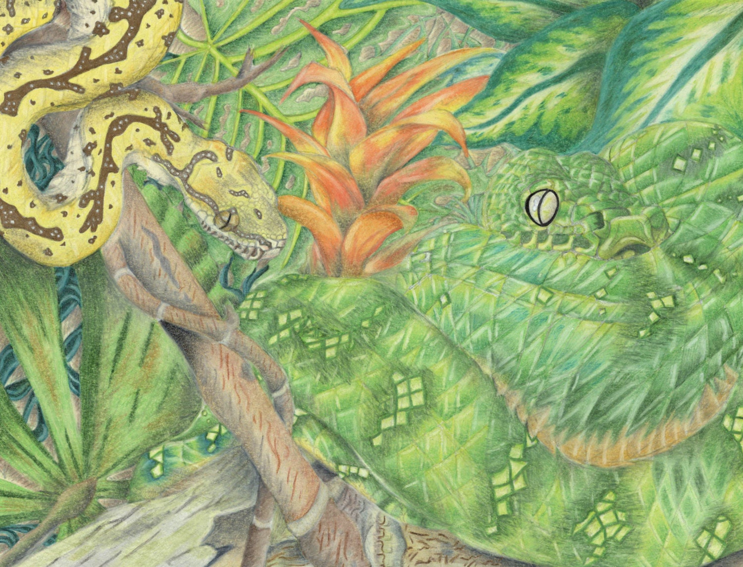 Emerald Tree Boa and Green Tree Python - Etsy