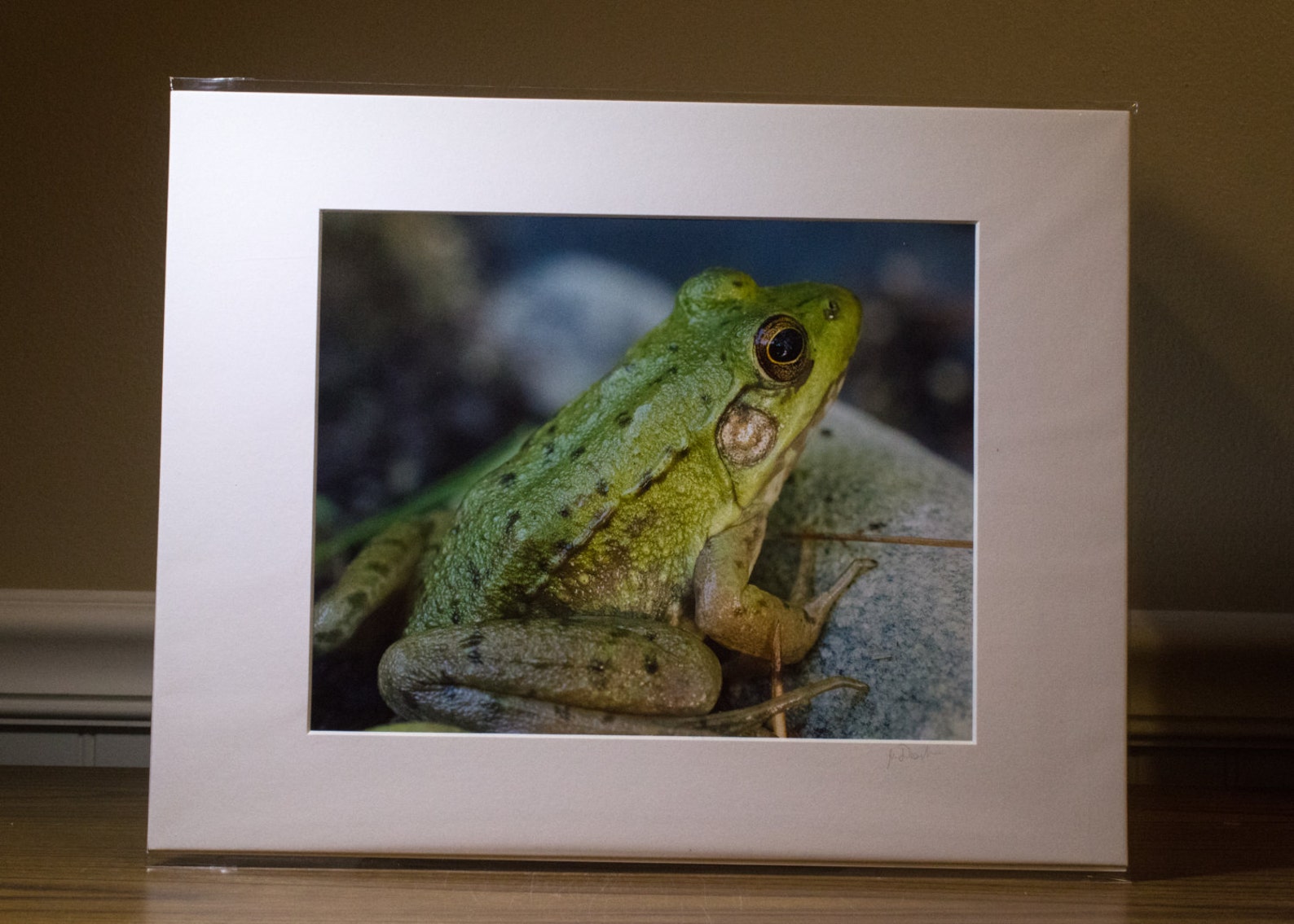 Pastel Green Frog Etsy