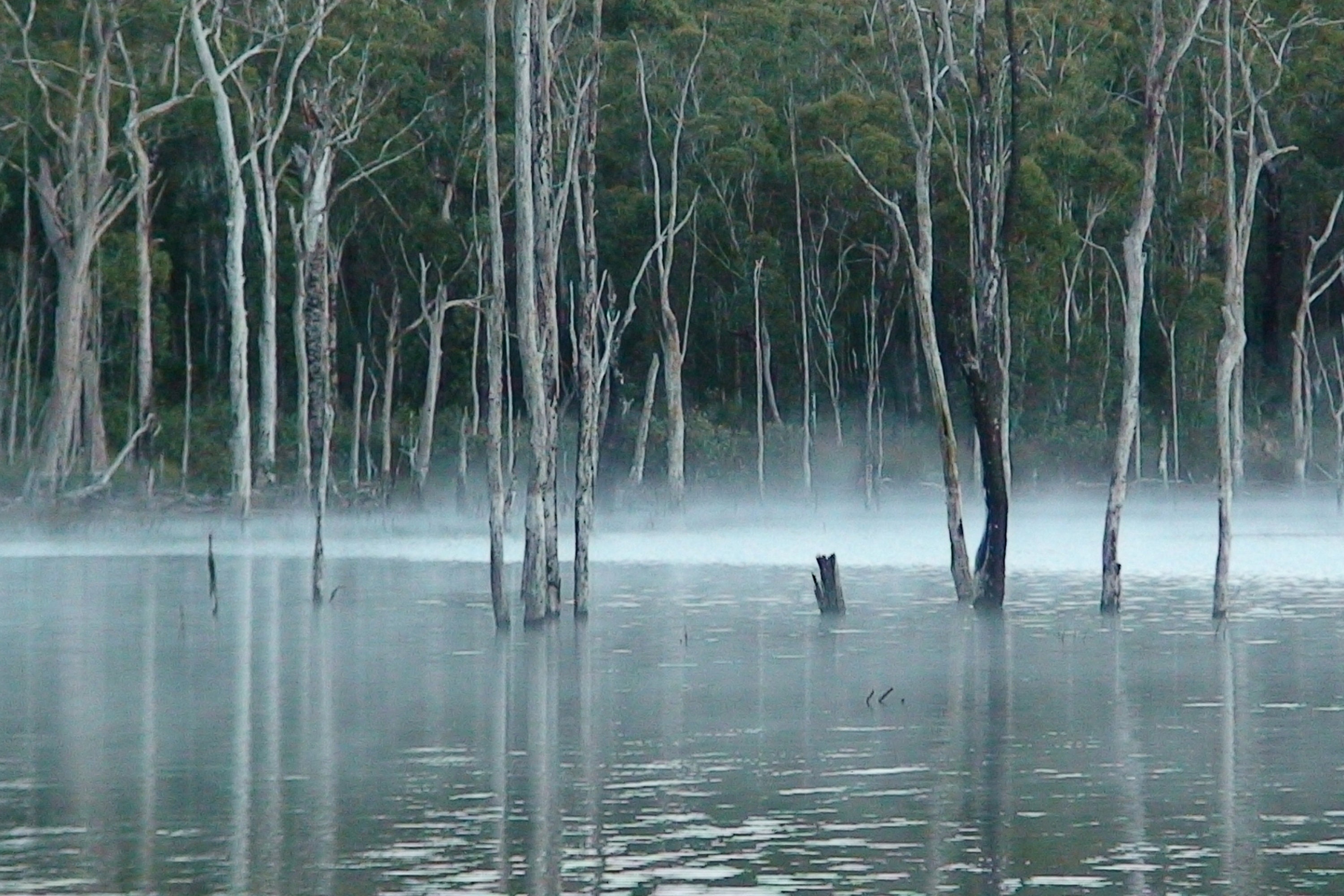 Misty Gumtrees Haunting Digital Bush Art Photo