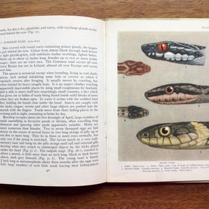 May include: An open book page 40 featuring text about the common toad and a colour illustration labelled Plate IV. The illustration displays five snake heads, including an adder with a red eye, a smooth snake, and a grass snake with a yellow collar.