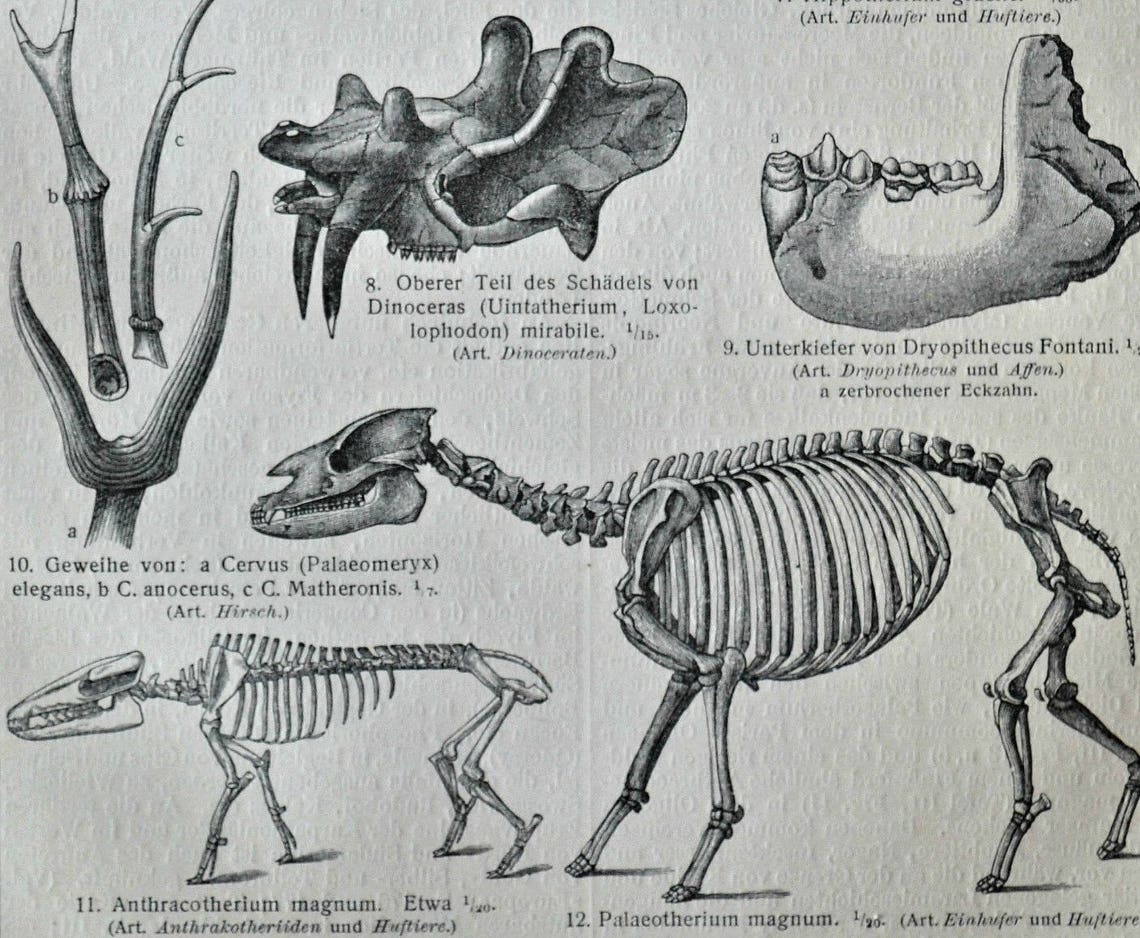 Cenozoic Era. Fossils print. Paleontology engraving. Old book Etsy