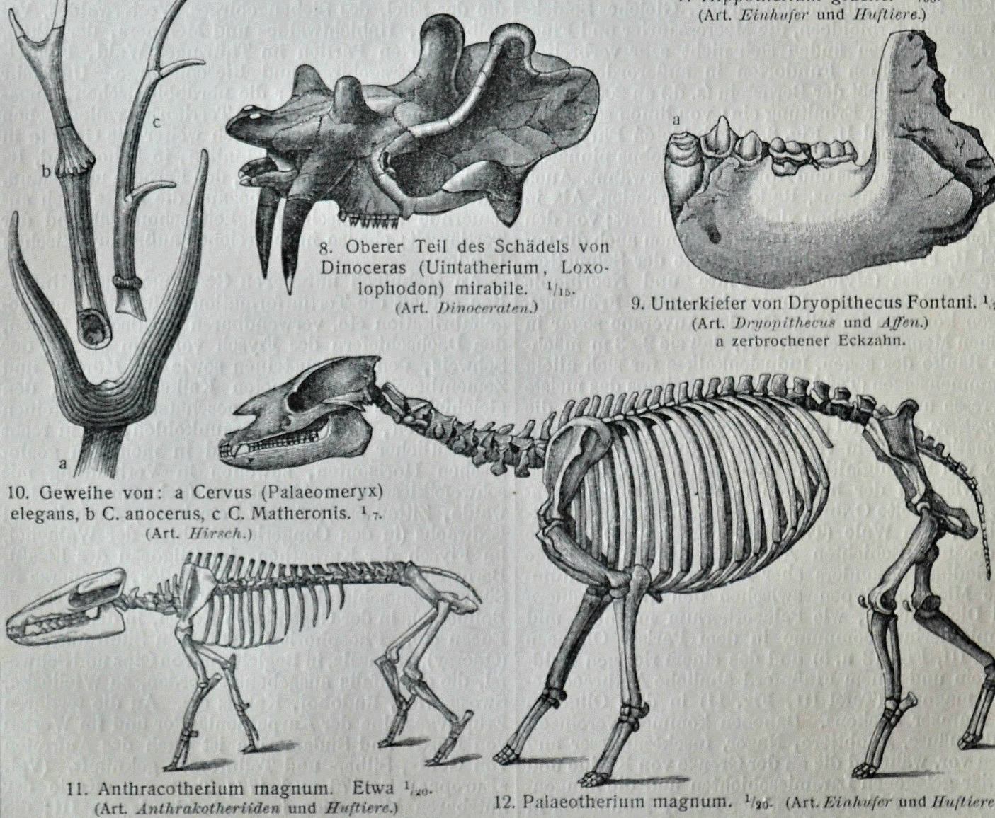 Cenozoic Era. Fossils print. Paleontology engraving. Old book Etsy