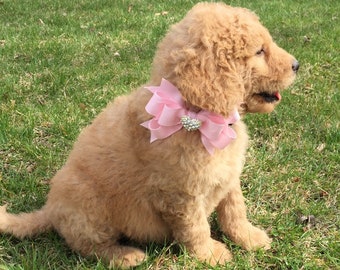 Removable Dog Bow: Small Dog, 4" x 4" Boutique Collar Accessory for Small Dogs