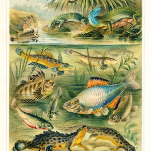 Könnte beinhalten: Eine Illustration verschiedener Wasserlebewesen, darunter ein fliegender Fisch, ein Eidechse, ein Molch, ein Fisch mit rotem Schwanz und ein Fisch mit einem langen, dünnen Körper. Die Illustration ist im Vintage-Stil gehalten und zeigt detaillierte Zeichnungen jedes Lebewesens.