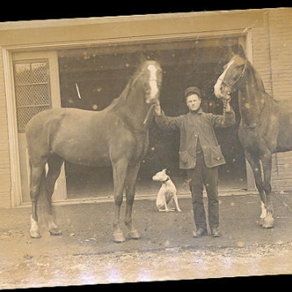 Real Photo Large Horses 1907 Postcard