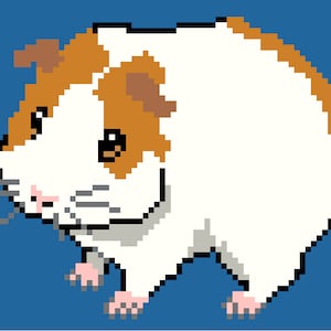 May include: A white and brown guinea pig with a pink nose and whiskers. The guinea pig is sitting on a blue background.