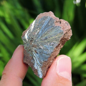 May include: A rough, reddish-brown rock with a striking display of radiating, metallic, blue-gray crystals. The crystals have a feathery, fan-like appearance, creating a unique mineral specimen. The rock is held against a blurred green background.