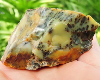 Yellow Dendritic Opal with Fern-like Patterns from the Outback of Western Australia 2.5" Inch 84gm 63mm Stone Crystal Shop  Rocks