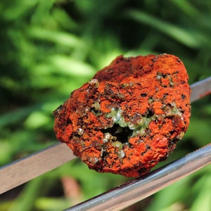 May include: A close-up of a rough, orange-red mineral specimen with a porous texture. The mineral is held by a pair of silver tweezers, with a blurred green background. The specimen has small, light green crystal formations.