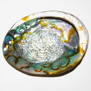 6 1/2 inch Polished Abalone Shell Opalescent Blue/Turquoise Natures Own Beauty!