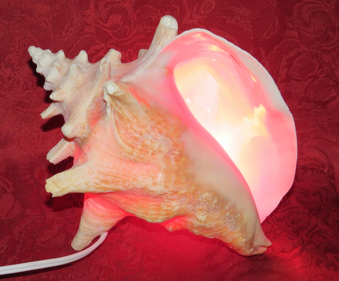 Large Pink Conch Shell Night Light... Beautiful Glow Etsy