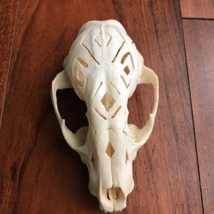 Raccoon top skull hand carved *real*