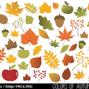 Autumn Leaf Clipart, Fall Leaves Clip Art, Thanksgiving, Branches, Berries, Acorn, Colorful Commercial & Personal BUY 2 GET 1 FREE image 1