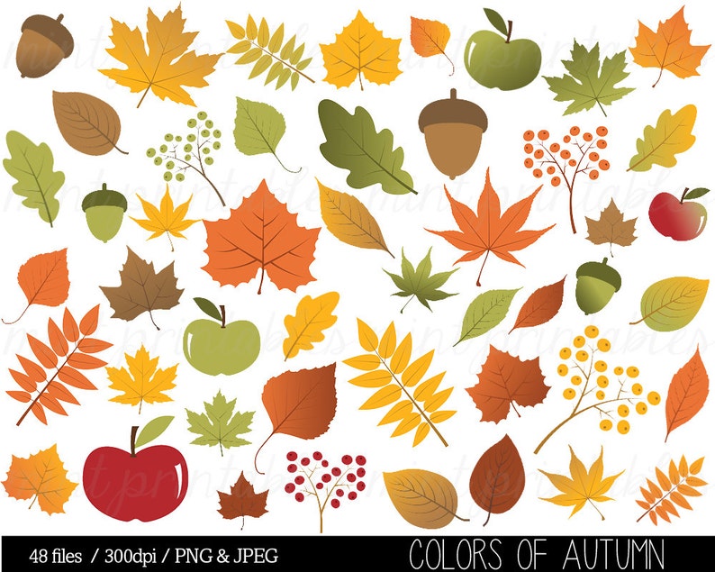 Autumn Leaf Clipart, Fall Leaves Clip Art, Thanksgiving, Branches, Berries, Acorn, Colorful Commercial & Personal BUY 2 GET 1 FREE image 1