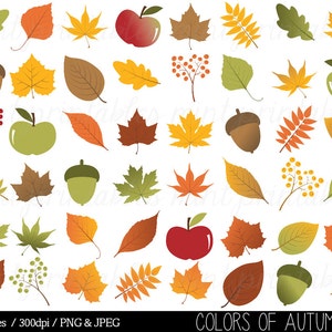 Autumn Leaf Clipart, Fall Leaves Clip Art, Thanksgiving, Branches, Berries, Acorn, Colorful Commercial & Personal BUY 2 GET 1 FREE image 2