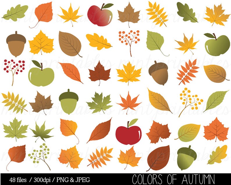 Autumn Leaf Clipart, Fall Leaves Clip Art, Thanksgiving, Branches, Berries, Acorn, Colorful Commercial & Personal BUY 2 GET 1 FREE image 2