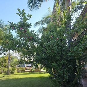 May include: A lush green tree laden with ripe, reddish-purple plums. The tree is set against a bright blue sky, with palm trees and a grassy lawn in the background. The image captures a sunny, outdoor scene.