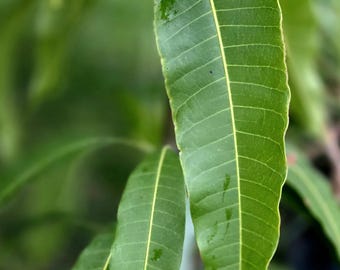 Hojas de Té de MANGO ORGÁNICO / Hojas de MANGO Manila 2oz