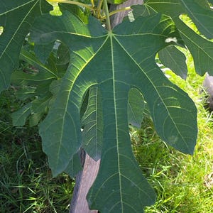 May include: Close-up of a large, green fig leaf with prominent veins. The leaf has a distinctive lobed shape and is set against a backdrop of green grass and a wooden post. The leaf's texture is visible.
