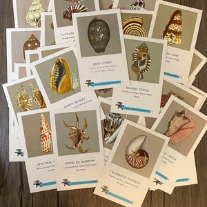 May include: A collection of 12 cards of nature featuring different types of seashells. Each card has a colorful illustration of a seashell and its name, along with the family it belongs to and its location. The cards are part of a set called "12 Cards of Nature".