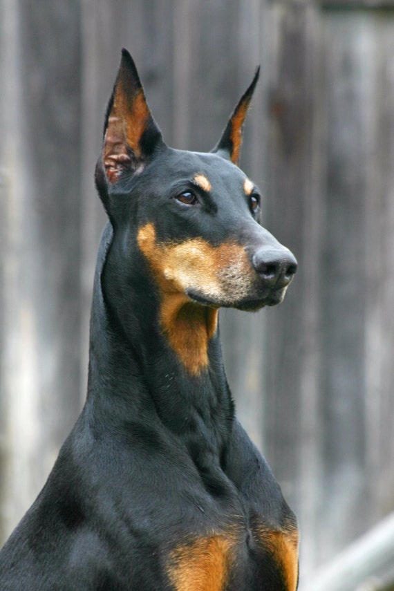 Doberman earrings discount