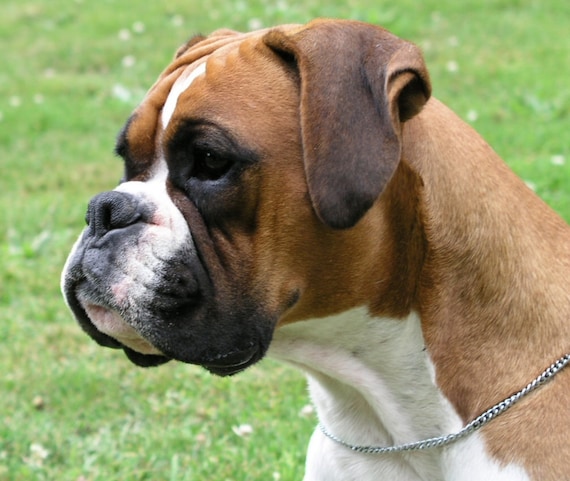 Boxer hotsell with ears