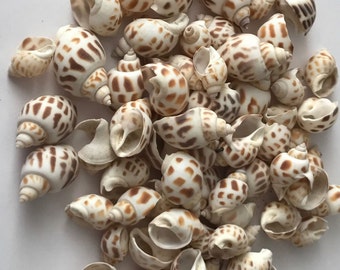 100 grams Natural Shell Beads DIY Jewelry Findings Pendants Charms bead Sea 4S Findings Necklace