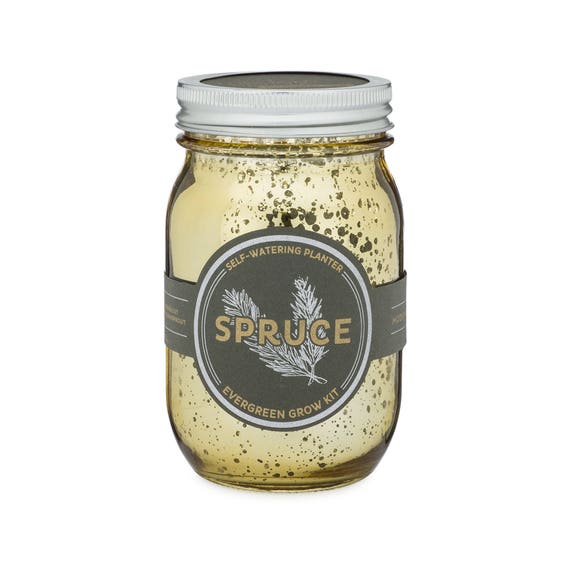 Garden Jar Spruce Pint Self Watering Herb Kit With Non Gmo
