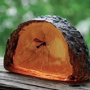 Mosquito in Amber Slice life size Replica