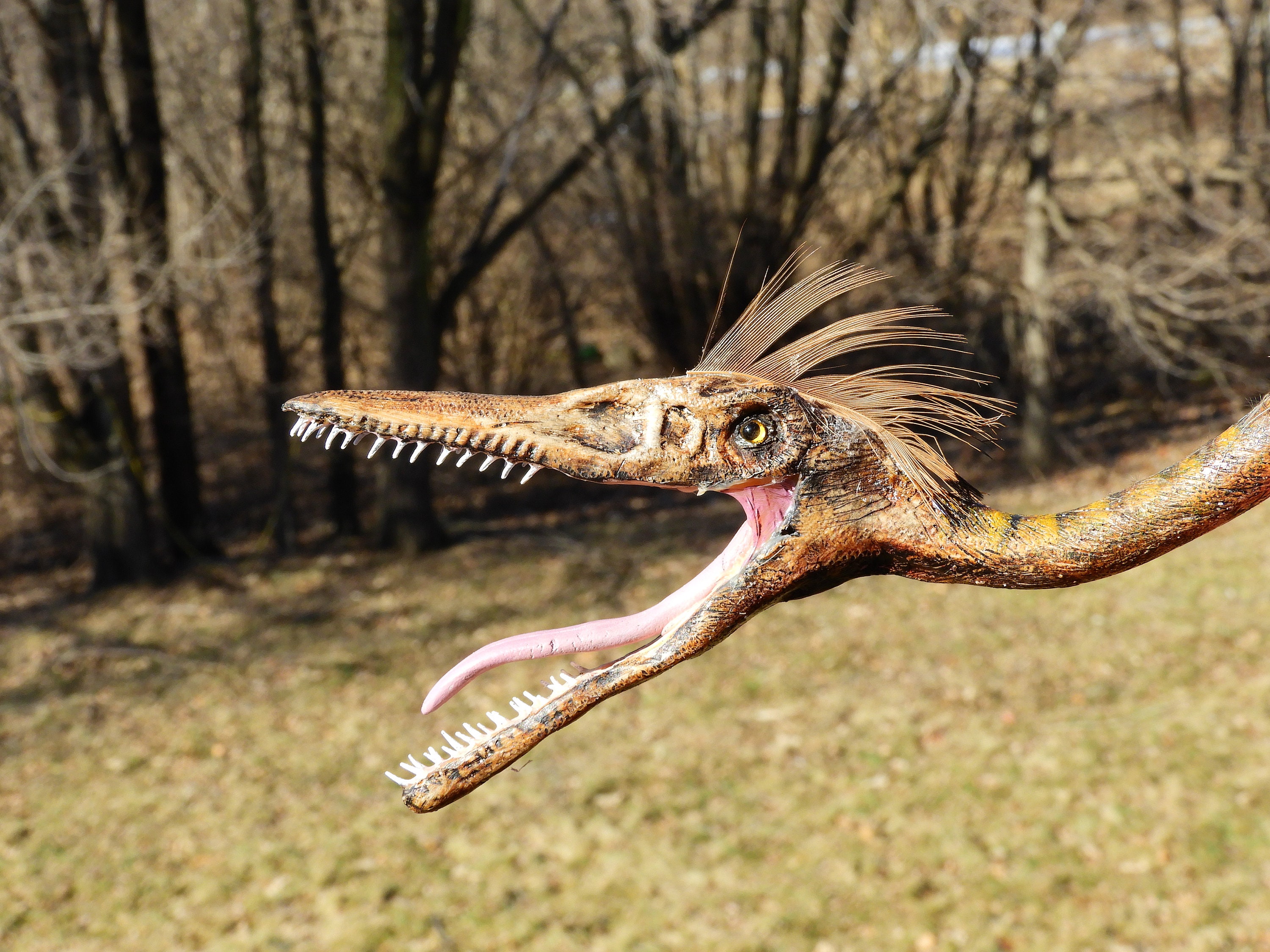 Pterodactylus Life Size Replica Flying Male Open Mouth Dinosaur