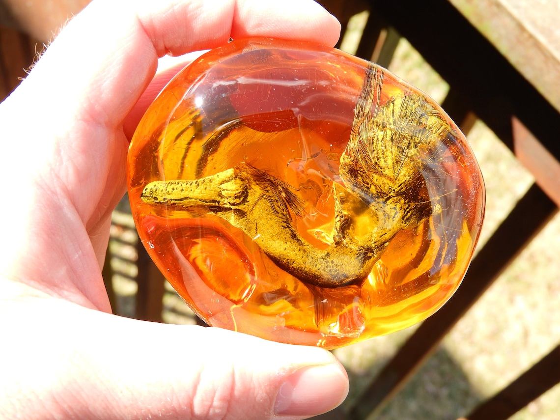 feathered dinosaur in amber