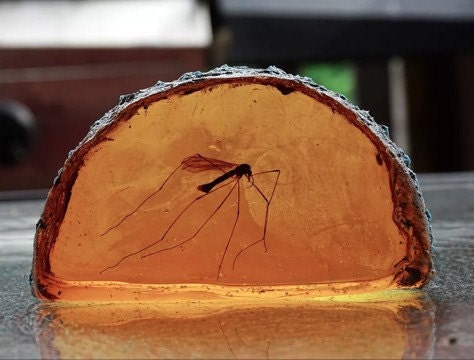 Qunclay Mosquito in Amber Resin Prop Replica Mosquito Collectible Paper  Weight 2D Mosquito Amber Collection Flat Bottom Resin Paperweight for Decor