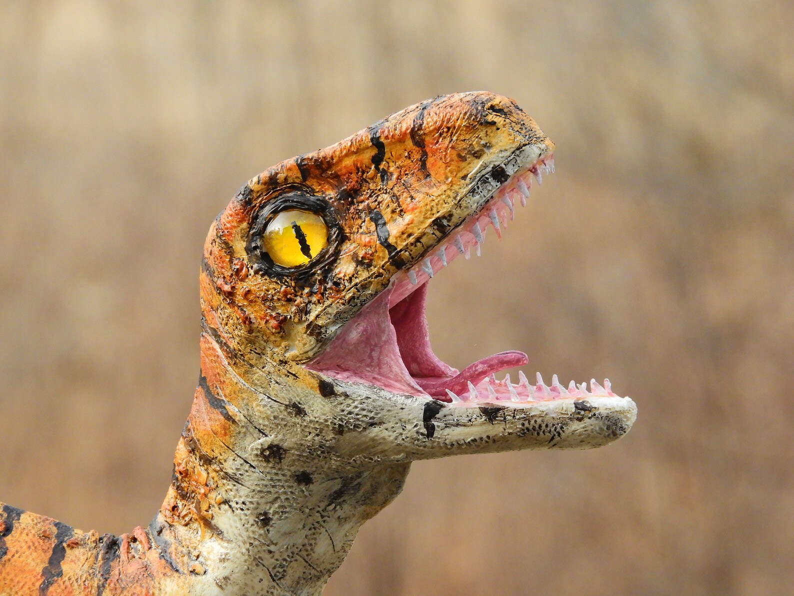 Velociraptor Baby Male Variant Replica Dinosaur Prop Etsy