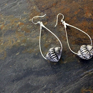 Cast Resin Enrolled Trilobite Hoop Earrings